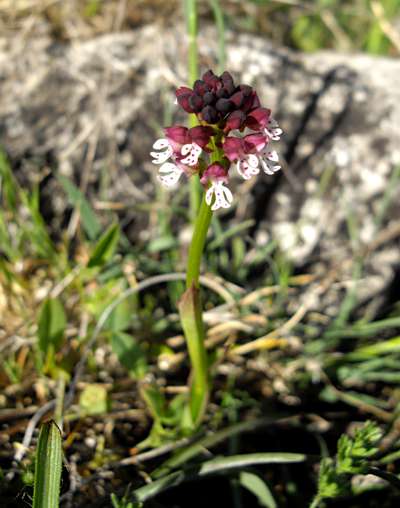 Orchis purpurea